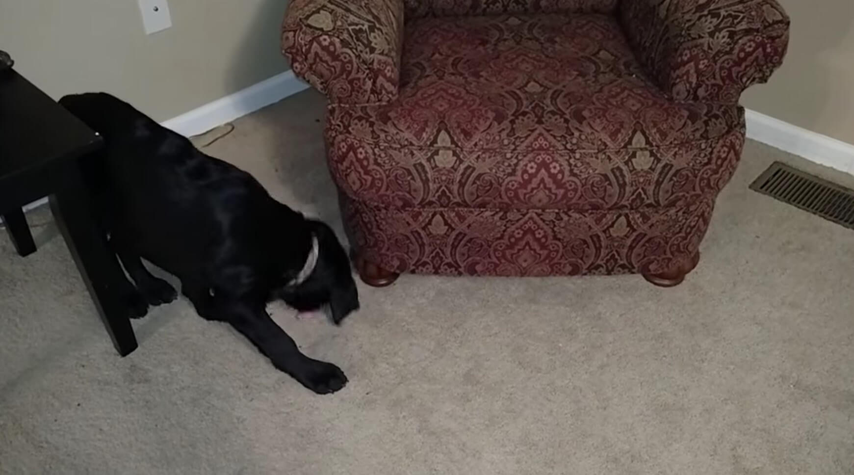 ラブラドールレトリーバー,動画