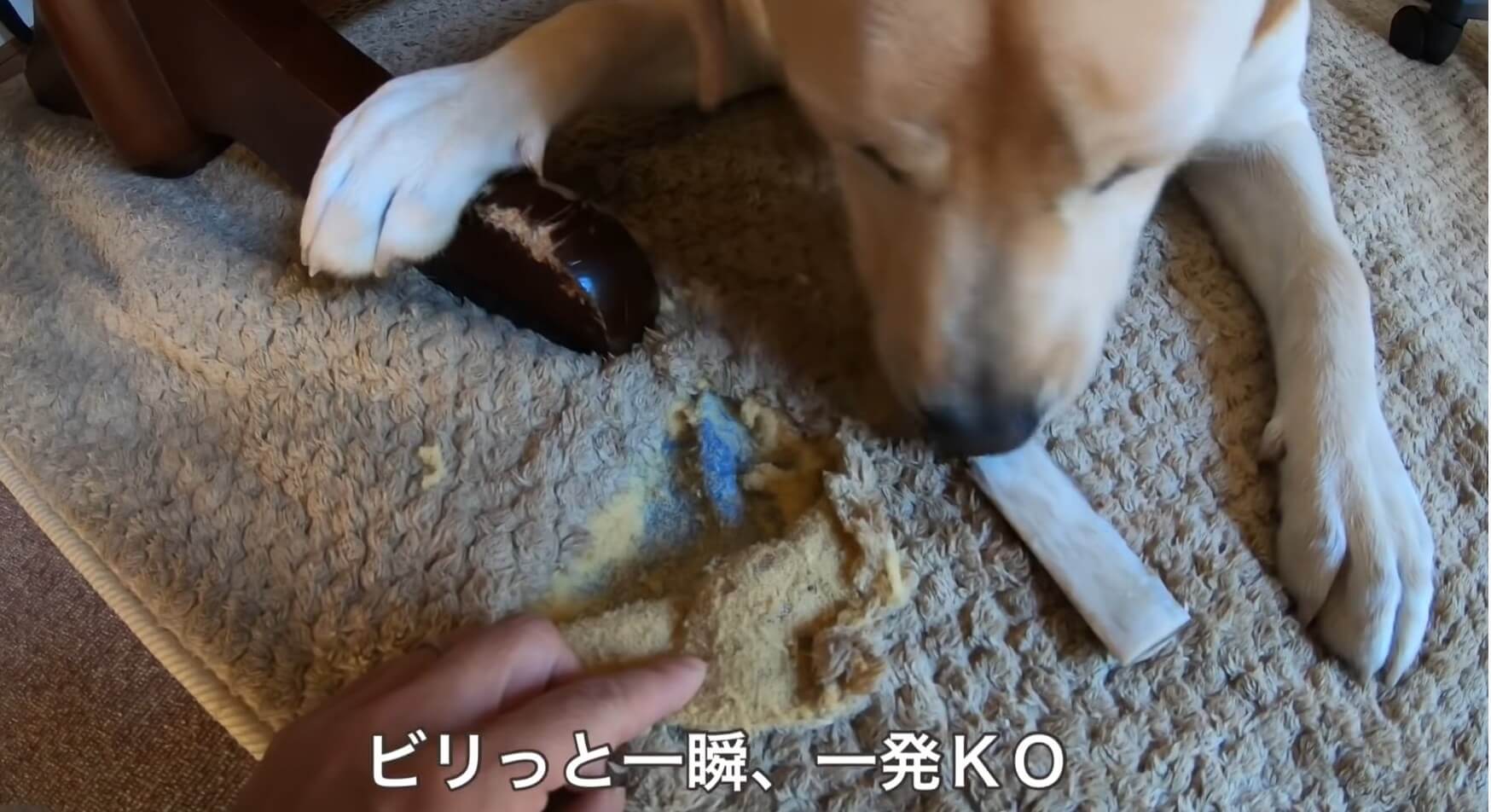 ラブラドールレトリーバー,動画