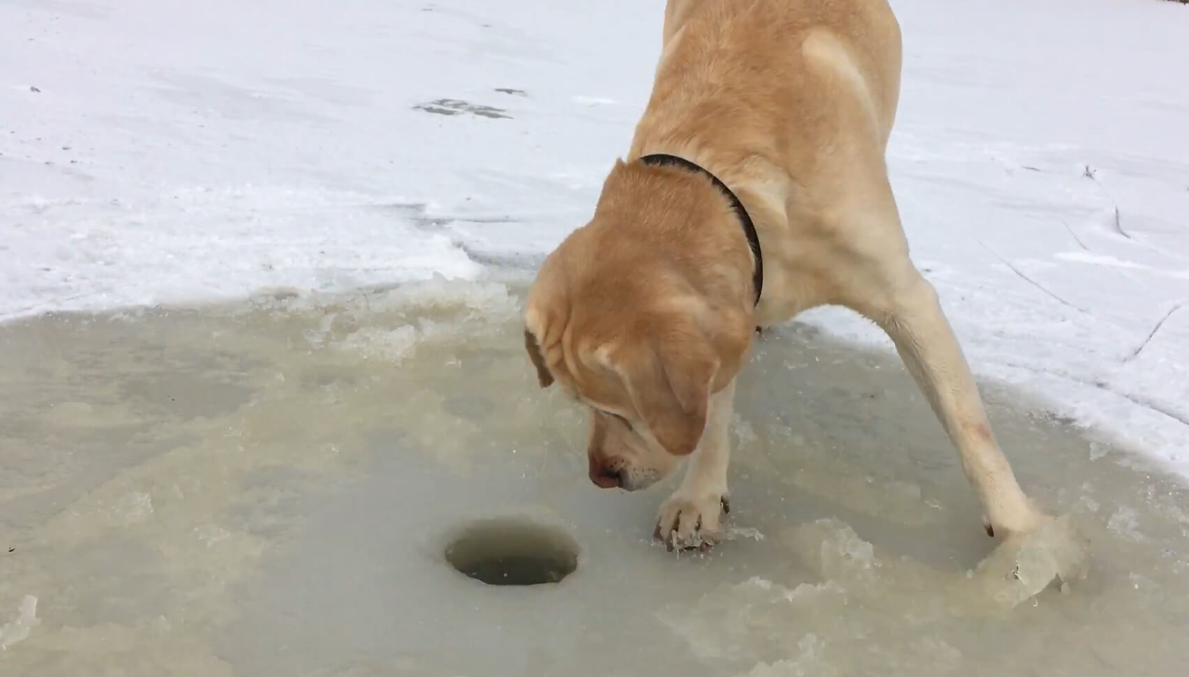 ラブラドールレトリーバー,動画