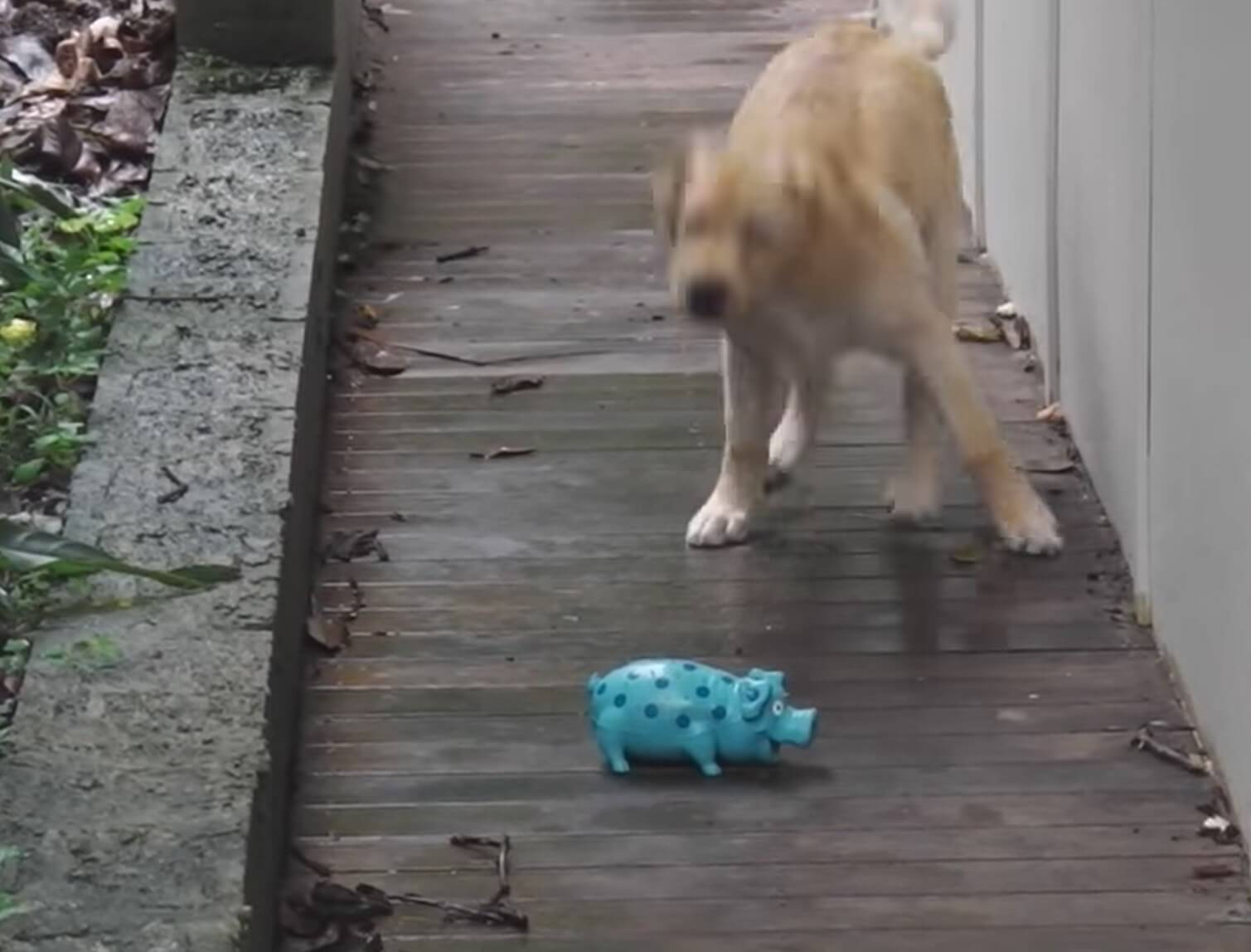 ラブラドールレトリーバー,動画