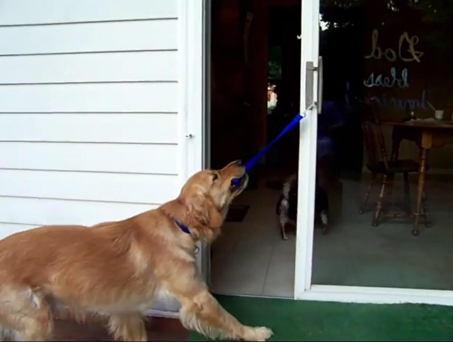 ゴールデンレトリーバー,動画