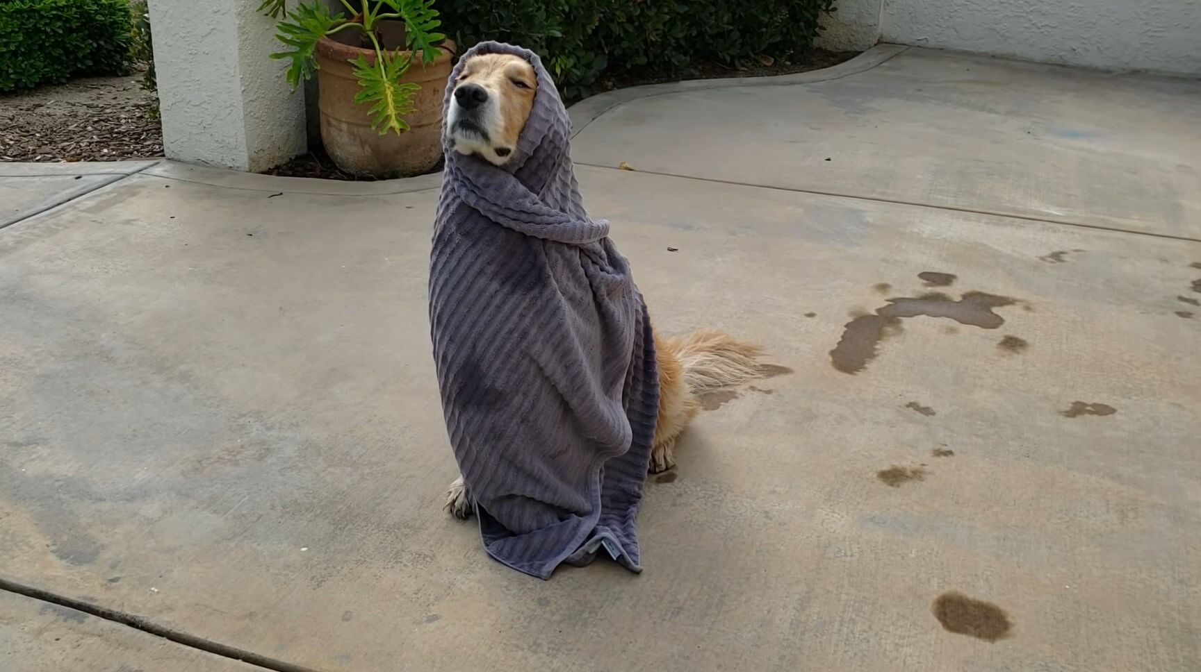 ゴールデンレトリーバー,動画