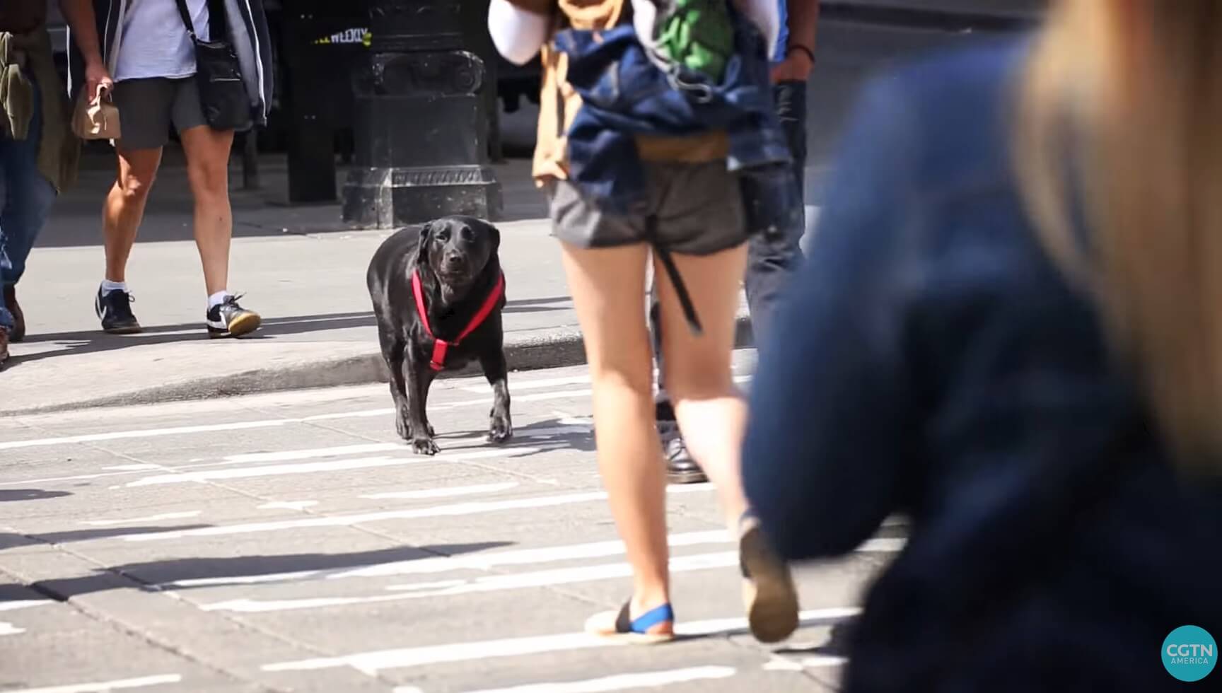 ラブラドールレトリーバー,動画