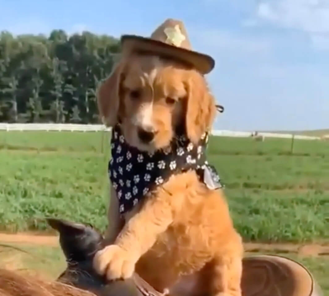 ゴールデンレトリーバー,動画