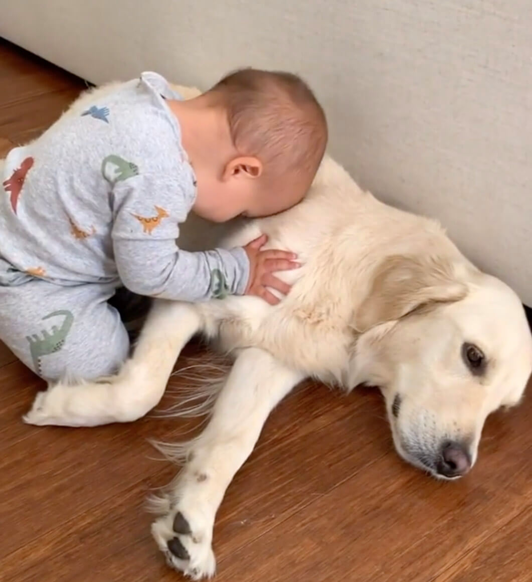 ゴールデンレトリーバー,動画