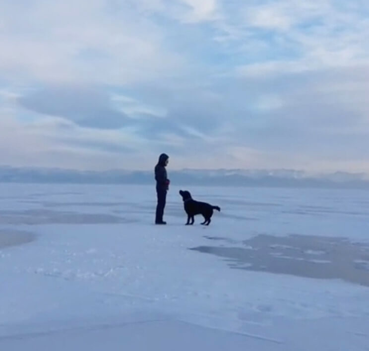 ラブラドールレトリーバー,動画