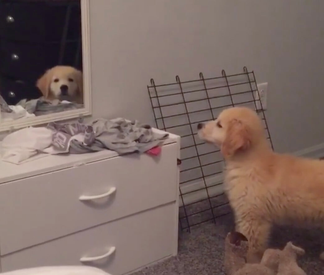 ゴールデンレトリーバー,動画