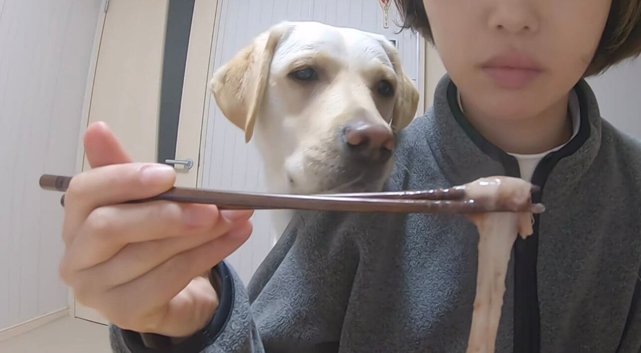 ラブラドールレトリーバー,動画