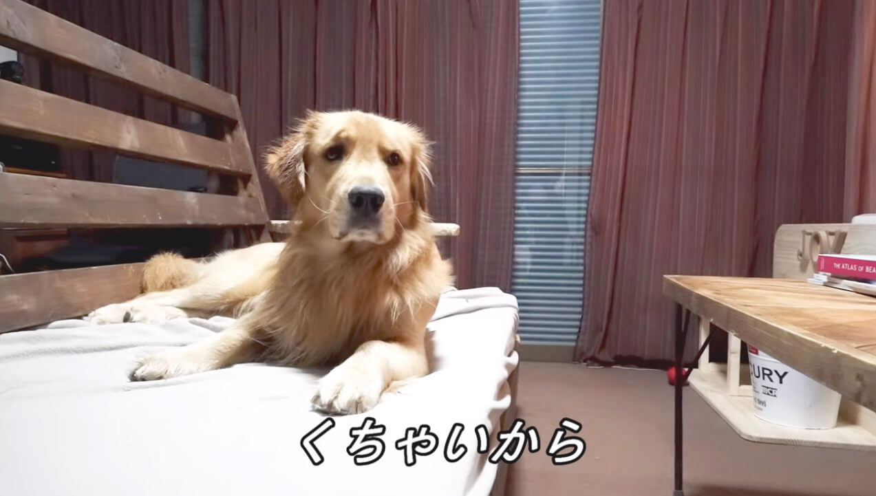ゴールデンレトリーバー,動画