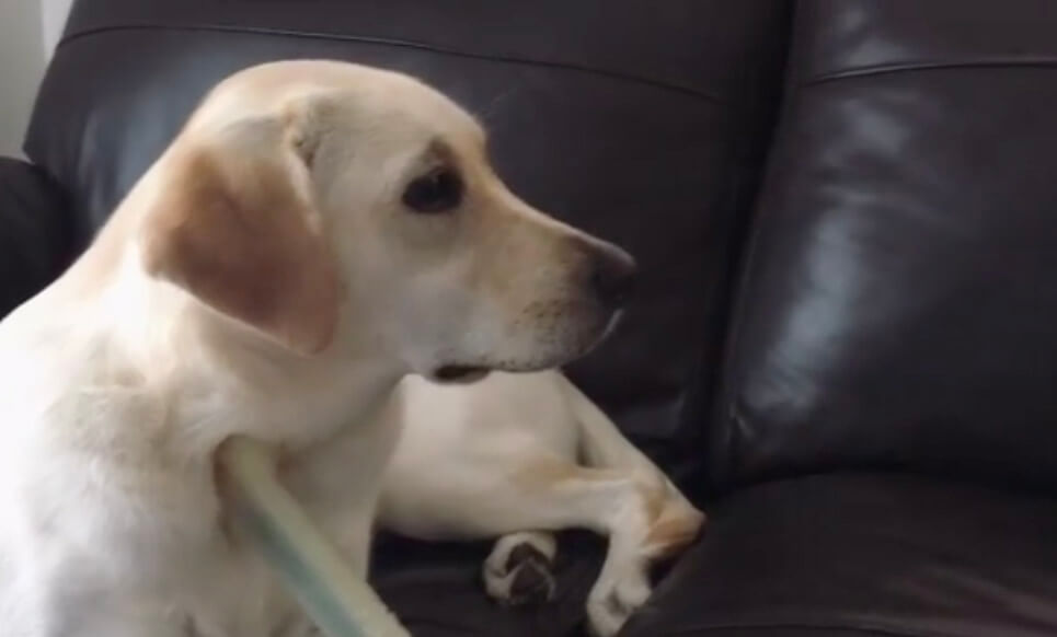 ラブラドールレトリーバー,動画