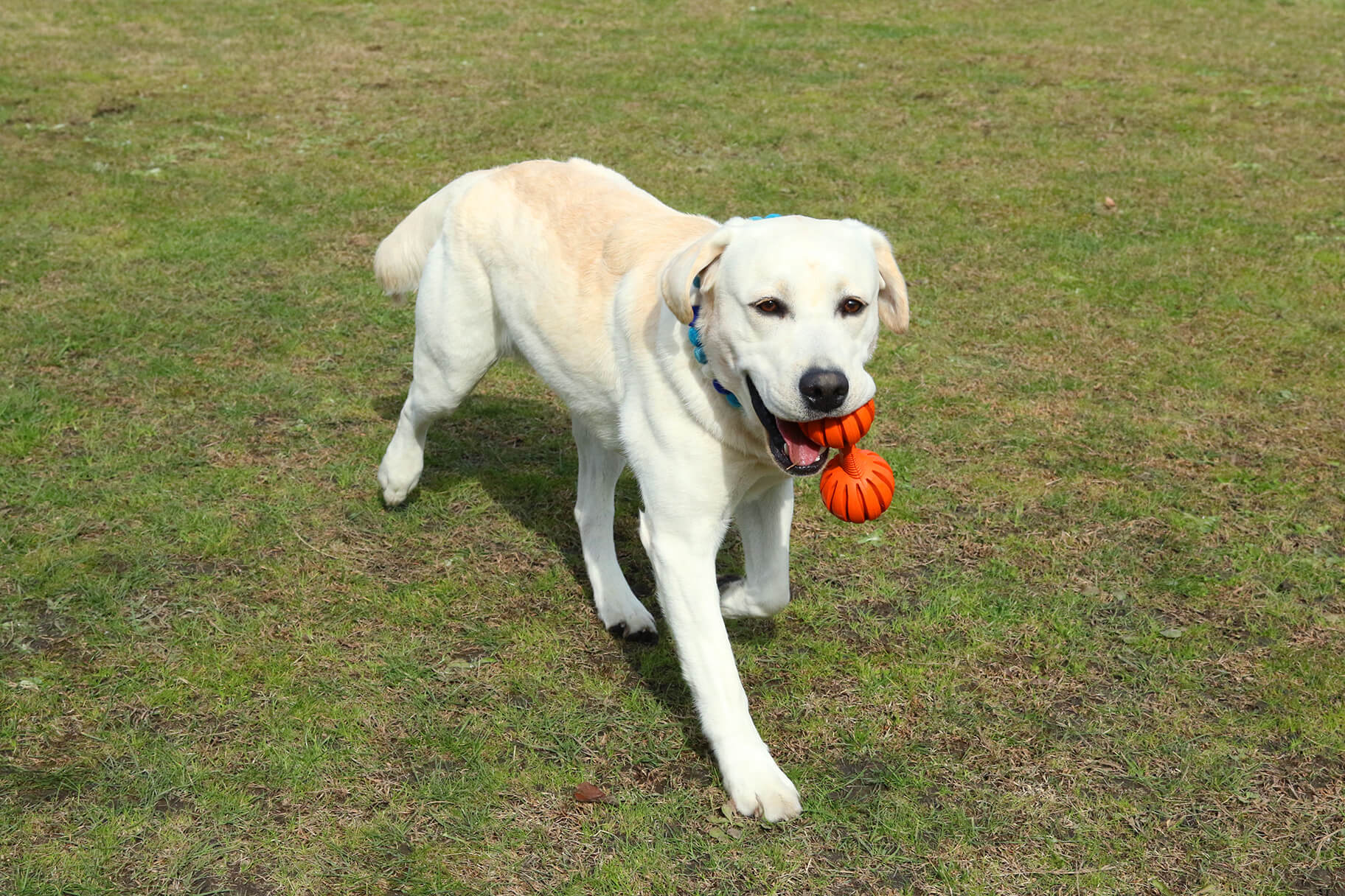 レトリーバー,盗み食い,誤飲