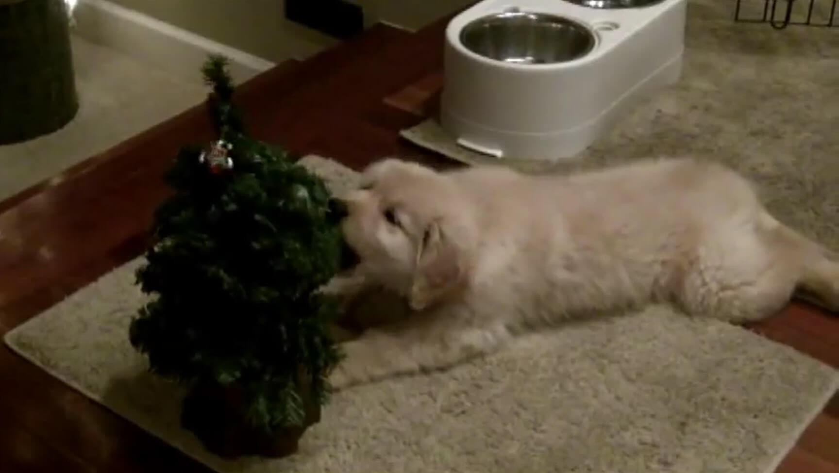 ゴールデンレトリーバー,動画