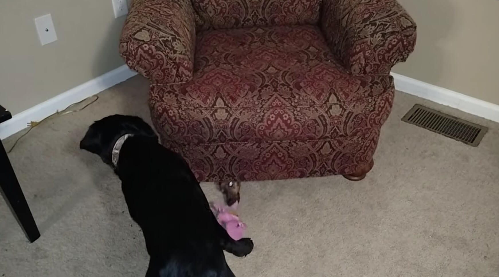 ラブラドールレトリーバー,動画