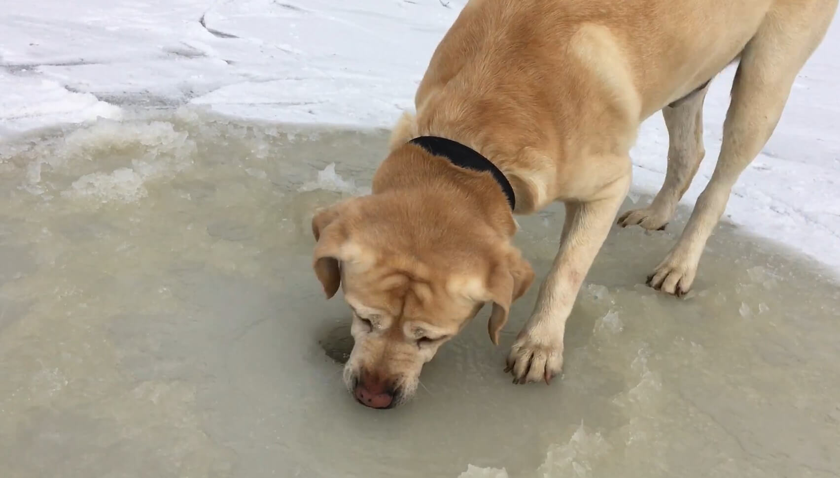 ラブラドールレトリーバー,動画