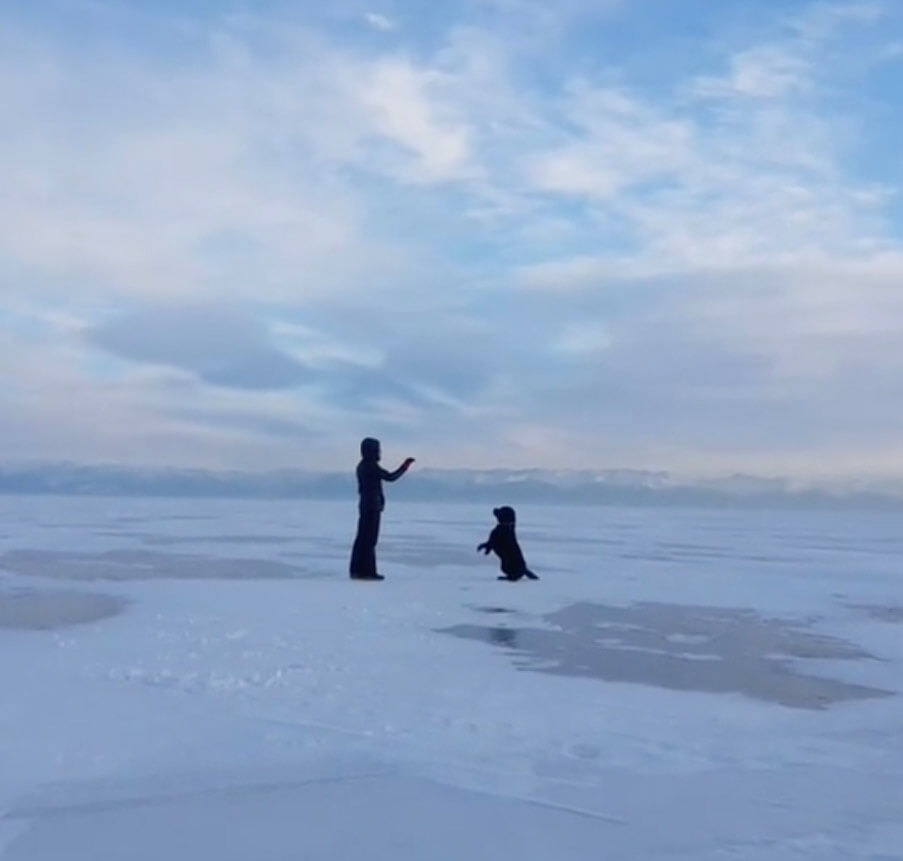 ラブラドールレトリーバー,動画