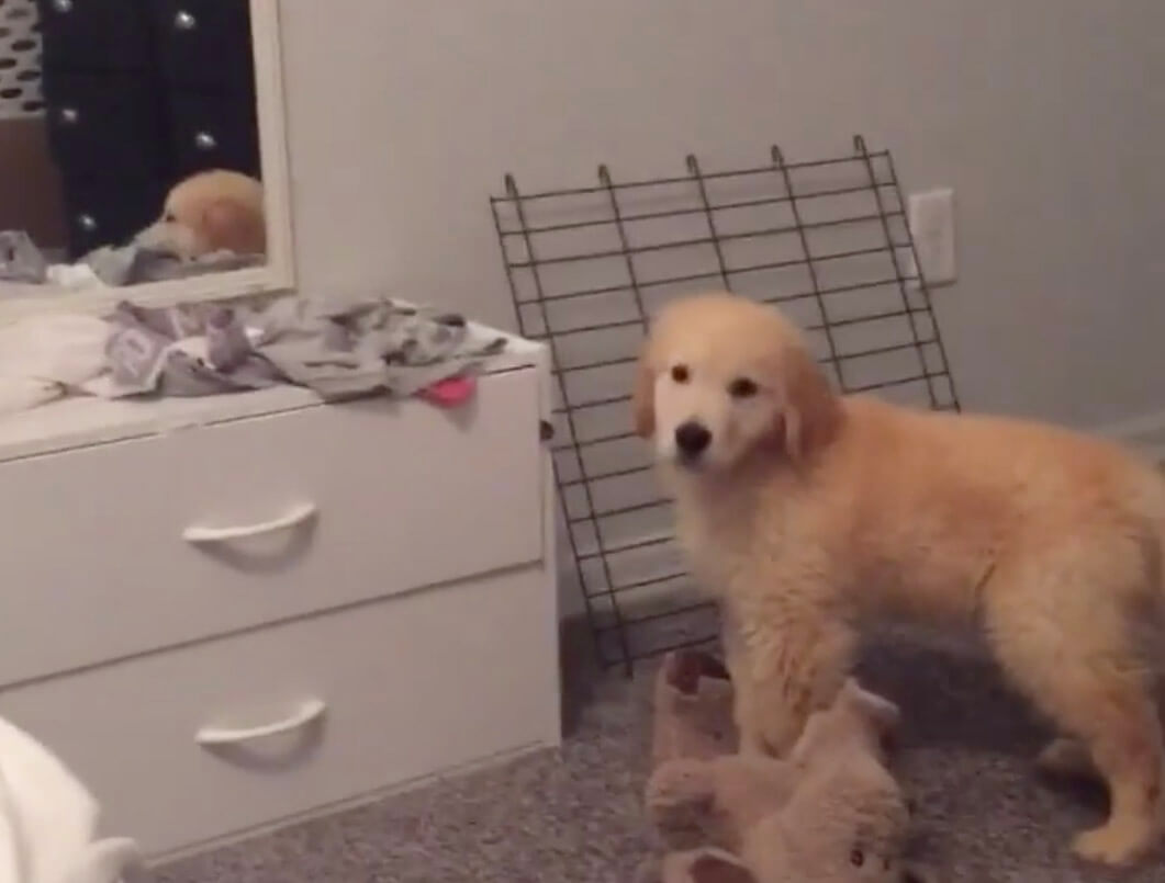 ゴールデンレトリーバー,動画