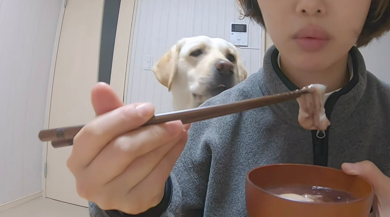 ラブラドールレトリーバー,動画