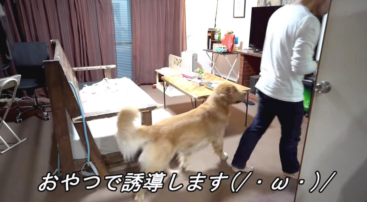 ゴールデンレトリーバー,動画