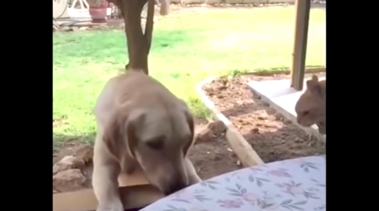 ラブラドールレトリーバー,動画