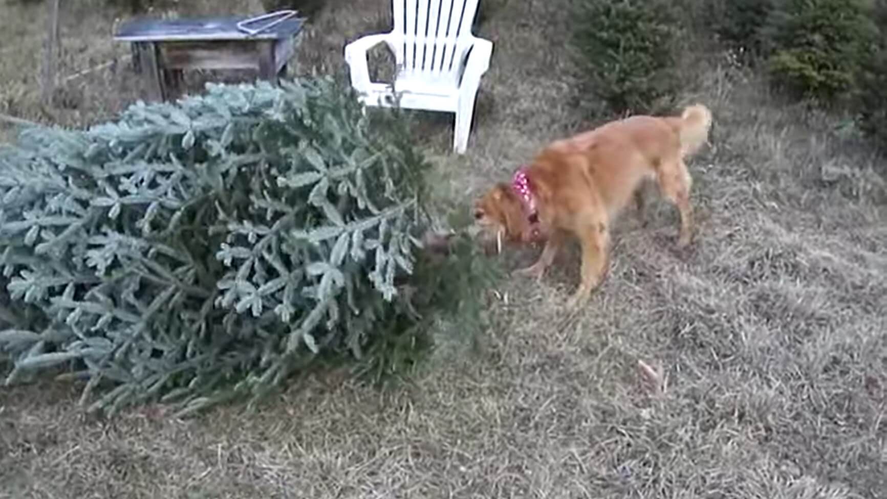 ゴールデンレトリーバー,動画