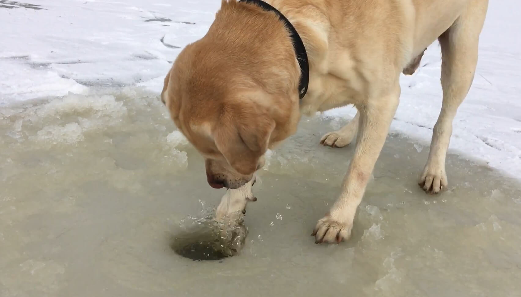 ラブラドールレトリーバー,動画