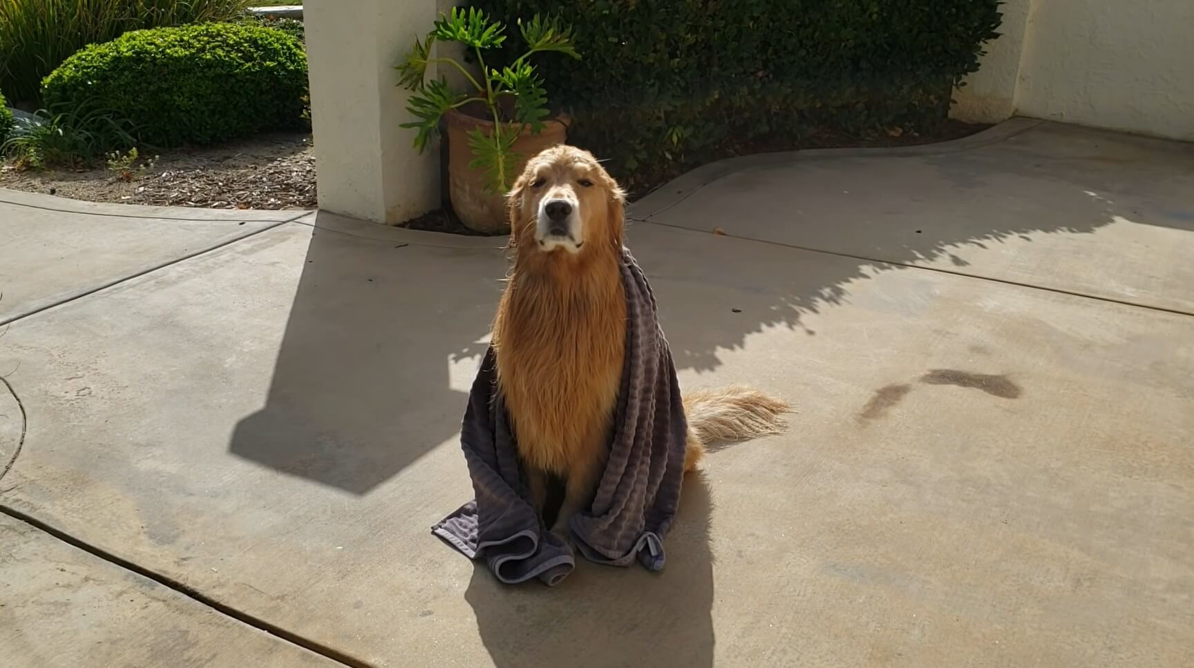 ゴールデンレトリーバー,動画