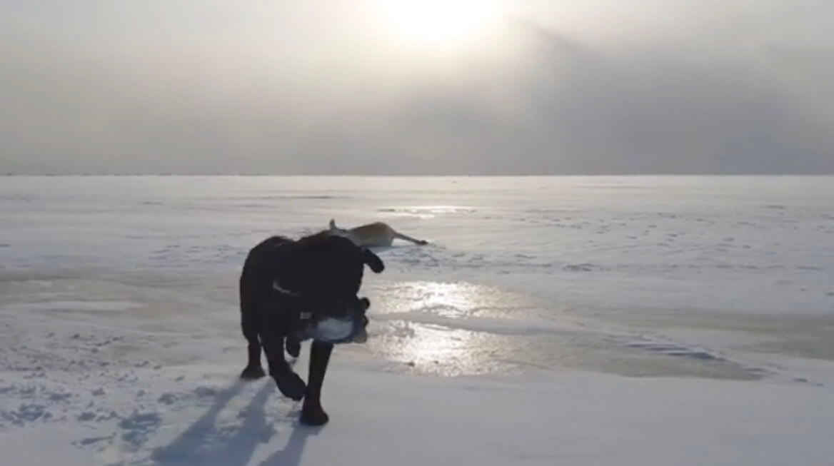 ラブラドールレトリーバー,動画