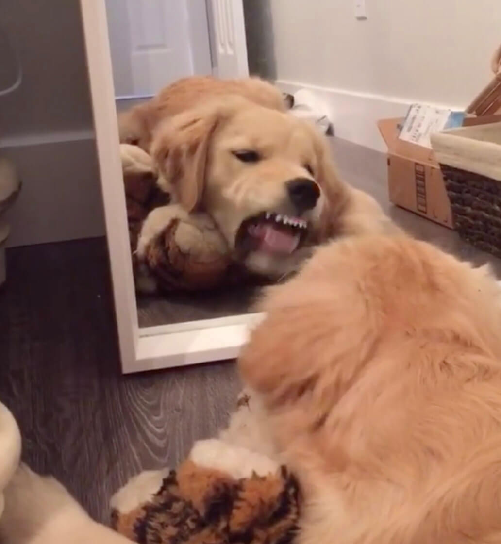 ゴールデンレトリーバー,動画