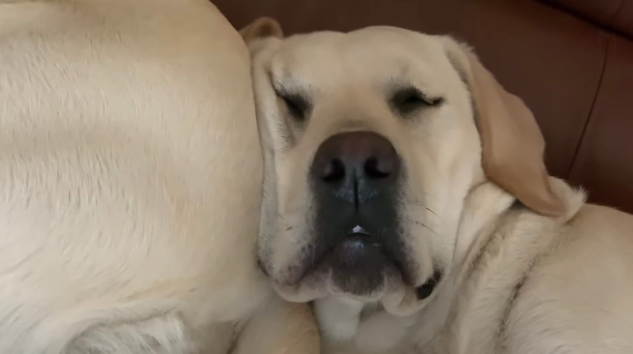 ラブラドールレトリーバー,動画