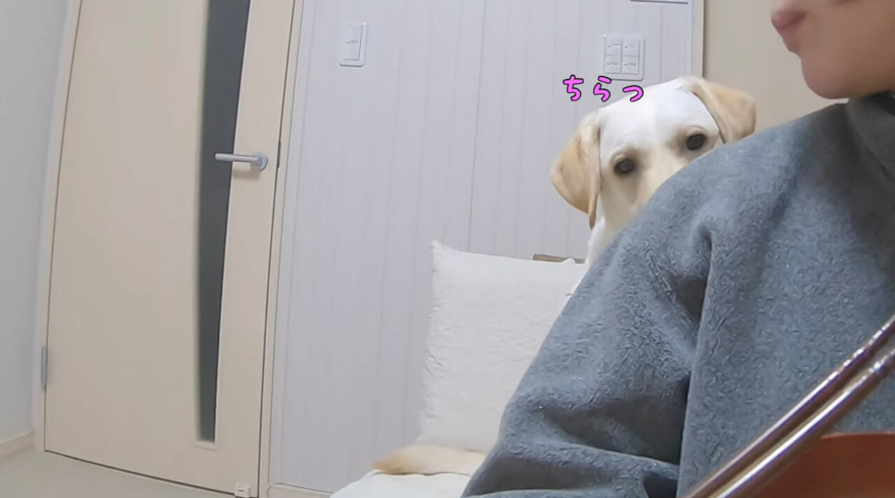 ラブラドールレトリーバー,動画