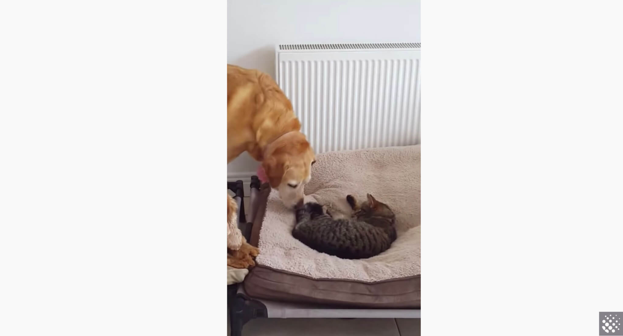 ラブラドールレトリーバー,動画