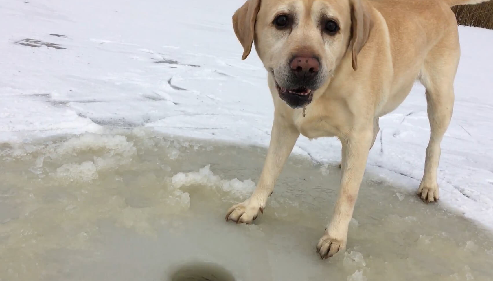 ラブラドールレトリーバー,動画