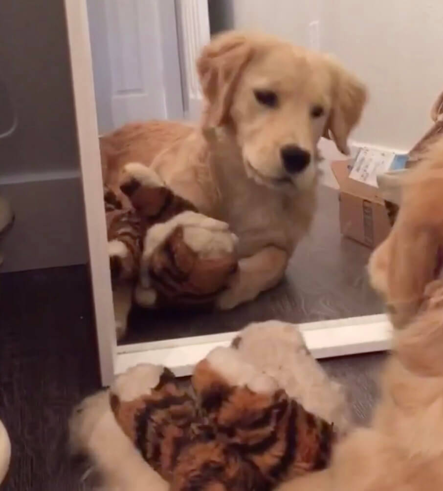 ゴールデンレトリーバー,動画