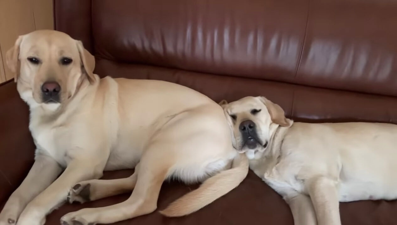 ラブラドールレトリーバー,動画