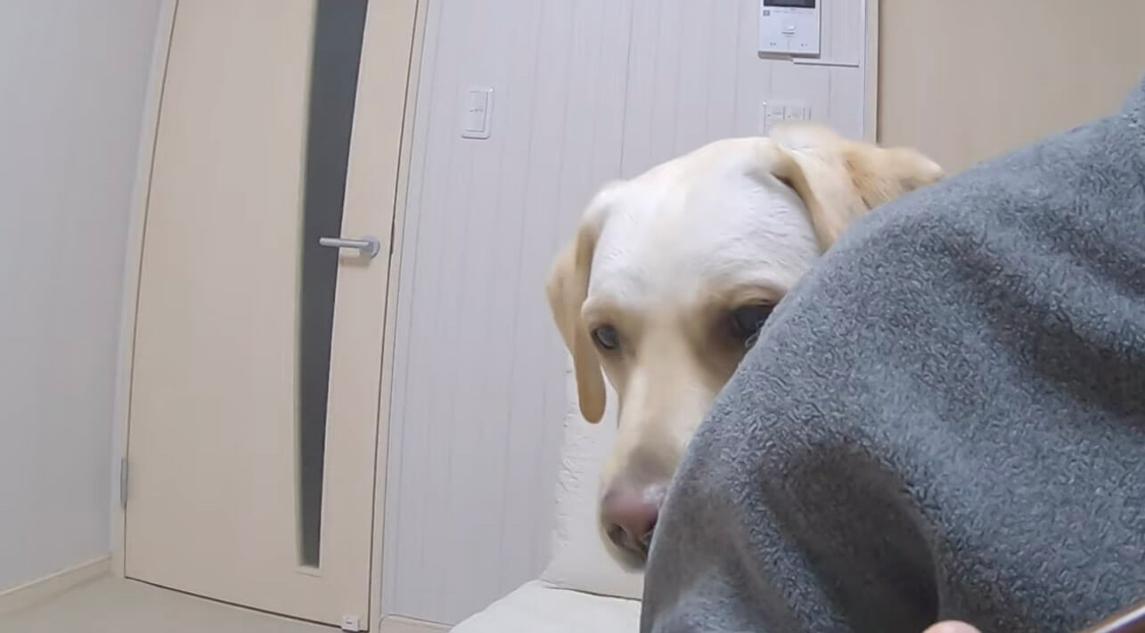 ラブラドールレトリーバー,動画