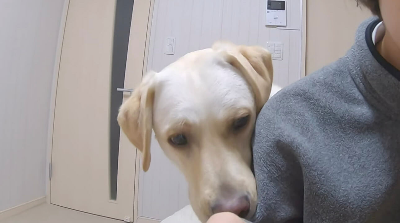 ラブラドールレトリーバー,動画