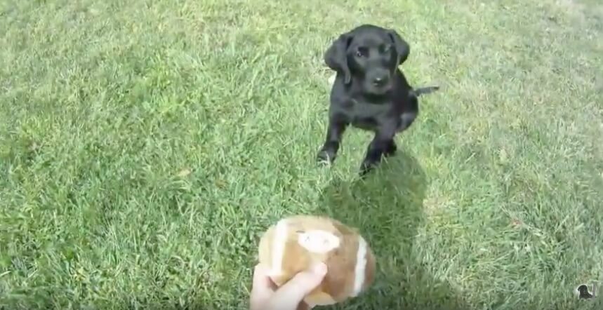 ラブラドールレトリーバー,動画