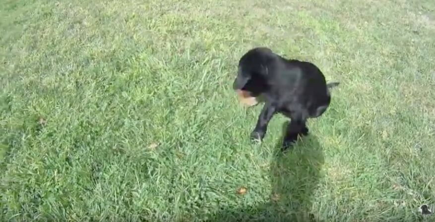 ラブラドールレトリーバー,動画