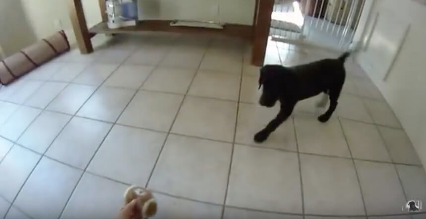 ラブラドールレトリーバー,動画