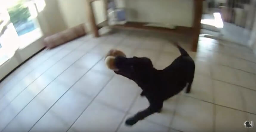 ラブラドールレトリーバー,動画