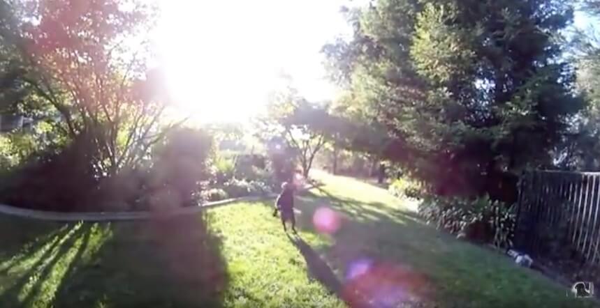 ラブラドールレトリーバー,動画