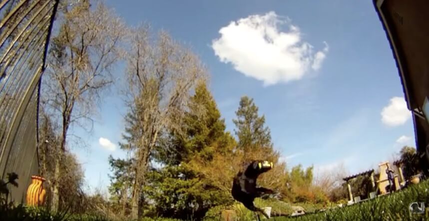 ラブラドールレトリーバー,動画