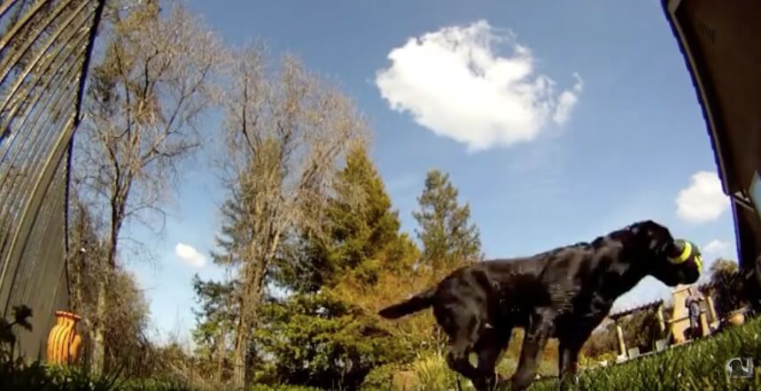 ラブラドールレトリーバー,動画