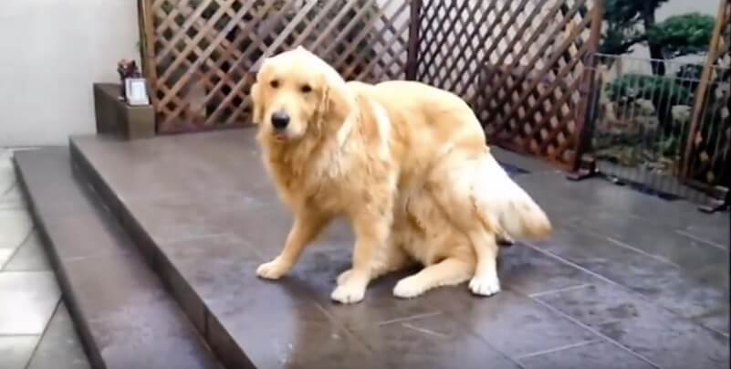 ゴールデンレトリーバー,動画