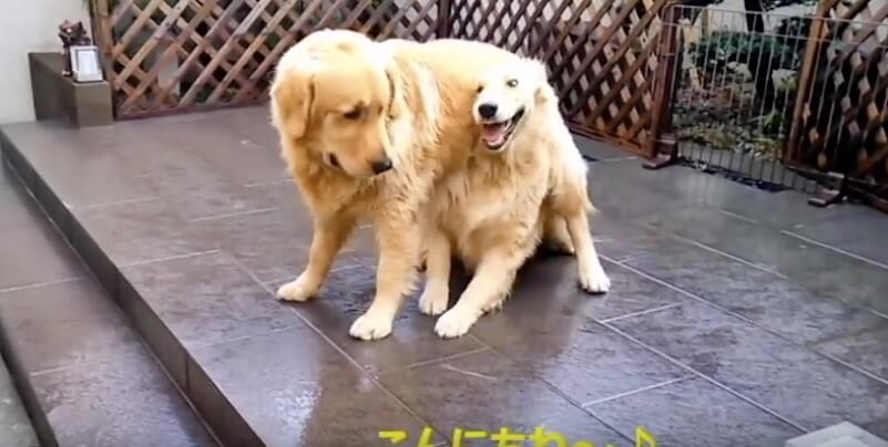 ゴールデンレトリーバー,動画