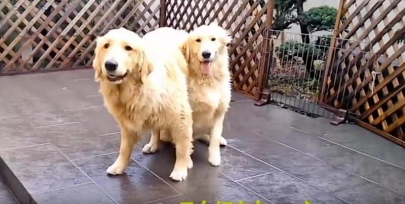 ゴールデンレトリーバー,動画