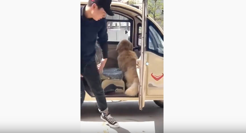 ゴールデンレトリーバー,動画