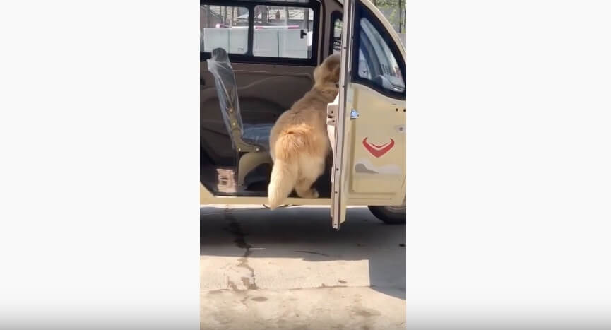 ゴールデンレトリーバー,動画