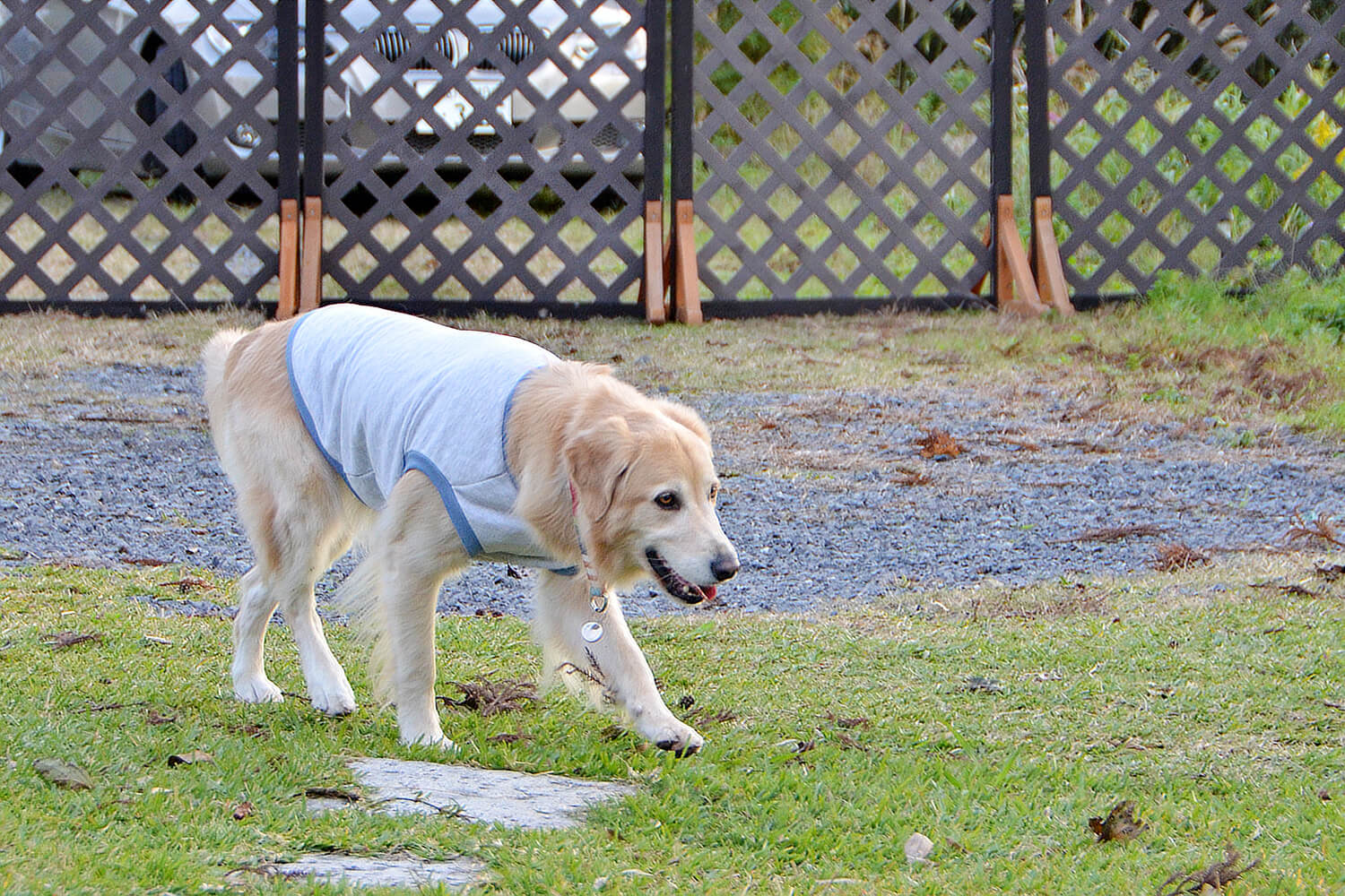 レトリーバー,冬