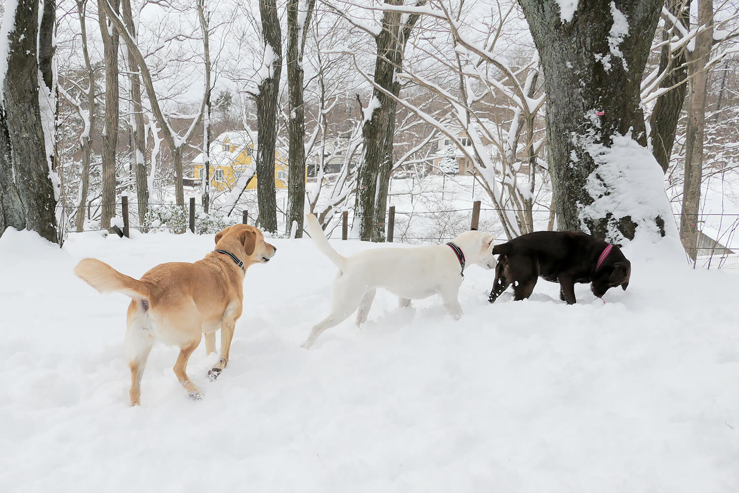 レトリーバー,冬